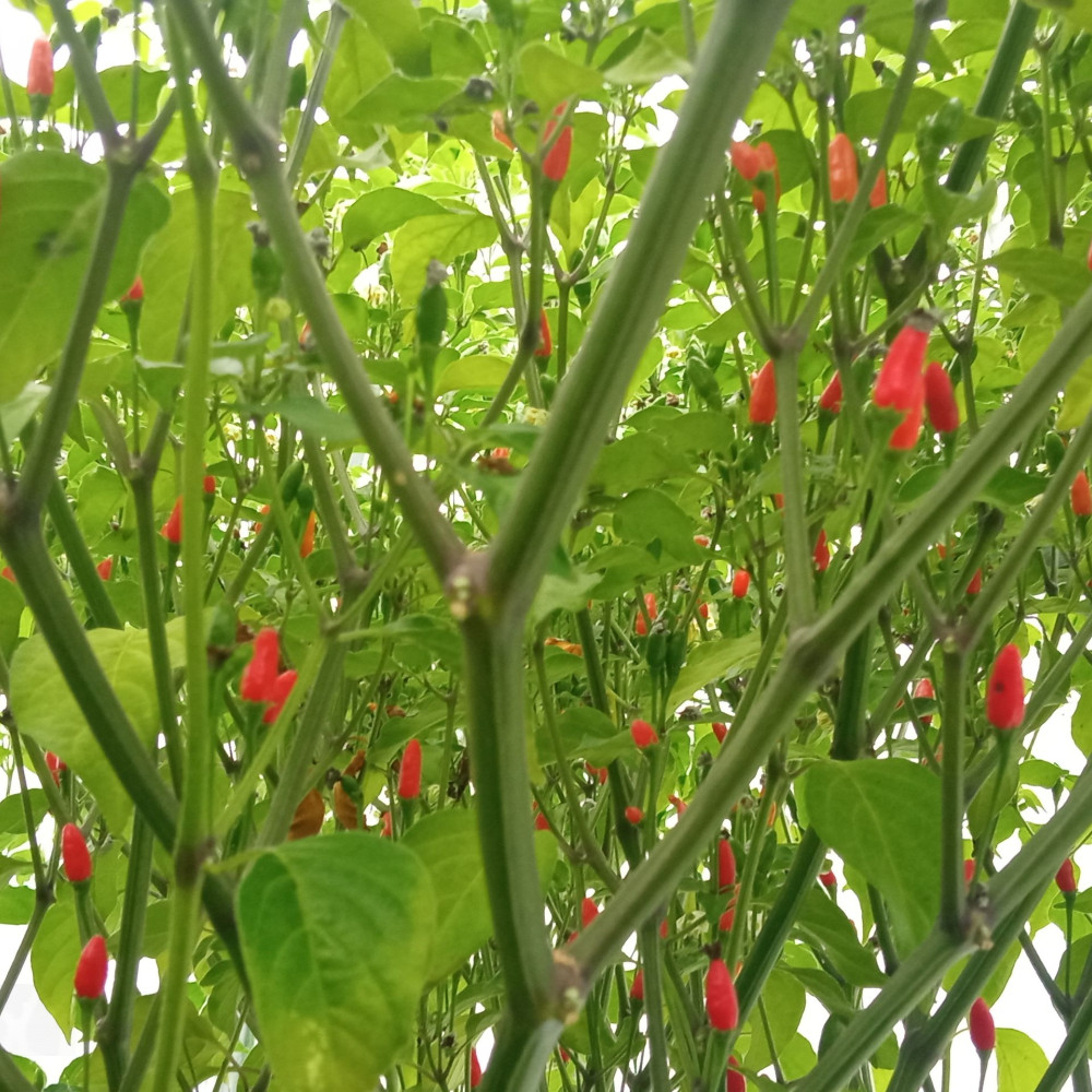 Семена острого перца Mini Mini from Brazil