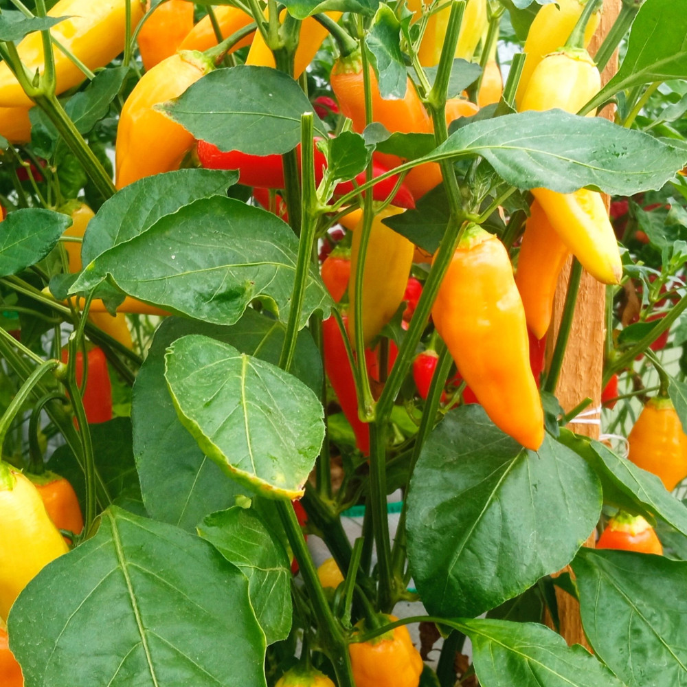 Семена острого перца Aji Piura-1