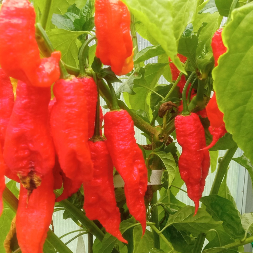 Семена острого перца Jay's ghost scorpion red