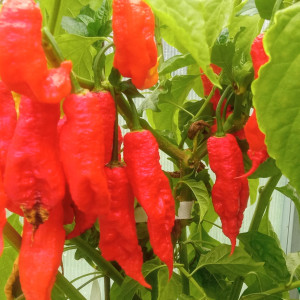 Jay's ghost scorpion red