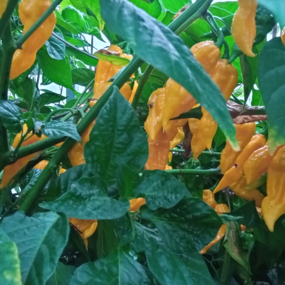 Семена острого перца Raja Mirch yellow-2