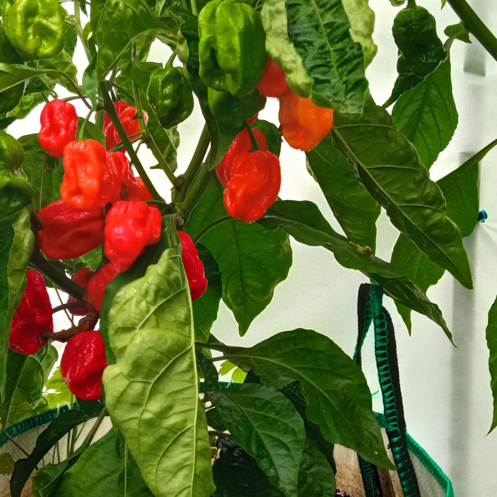 Семена острого перца 7pot Congo Giant red-1