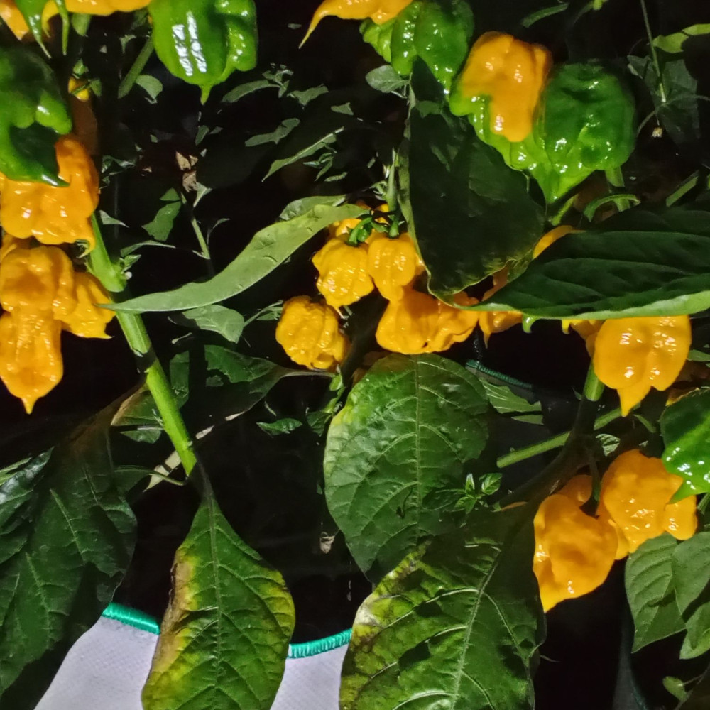 Семена острого перца 7Pot Primo orang-1