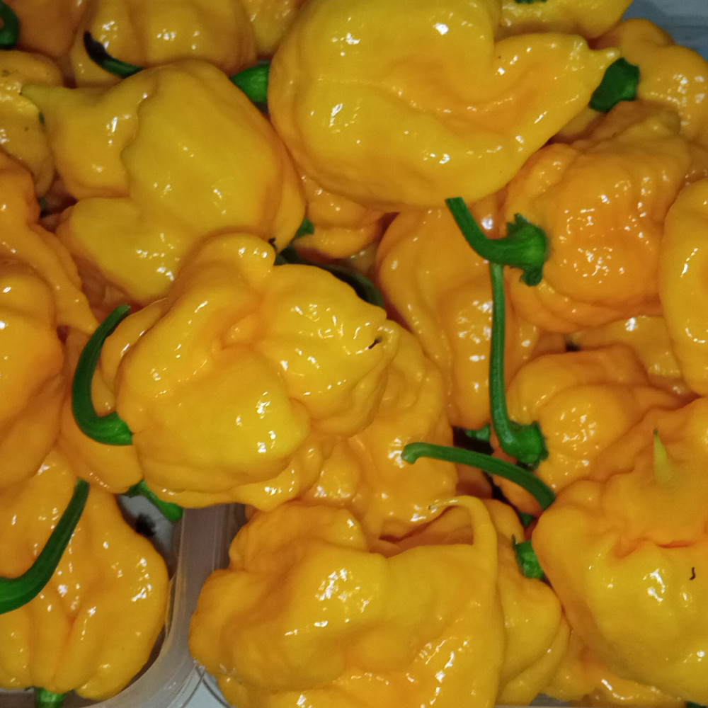 Семена острого перца 7Pot Primo orang-2