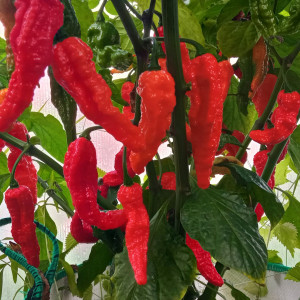 Bhut Jolokia Orange