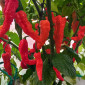 Семена острого перца Bhut Jolokia Orange