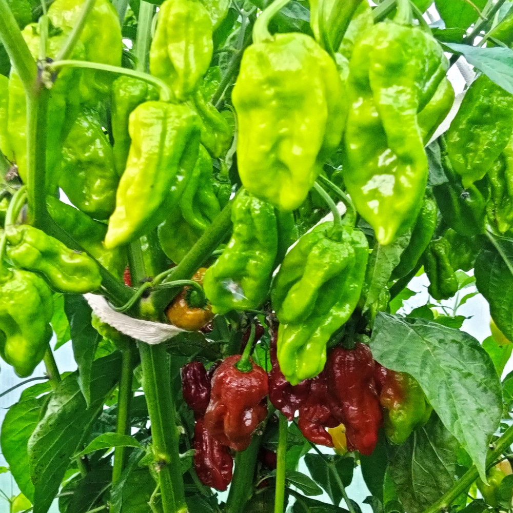 Семена острого перца 7pot Burgundy