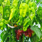 Семена острого перца 7pot Burgundy