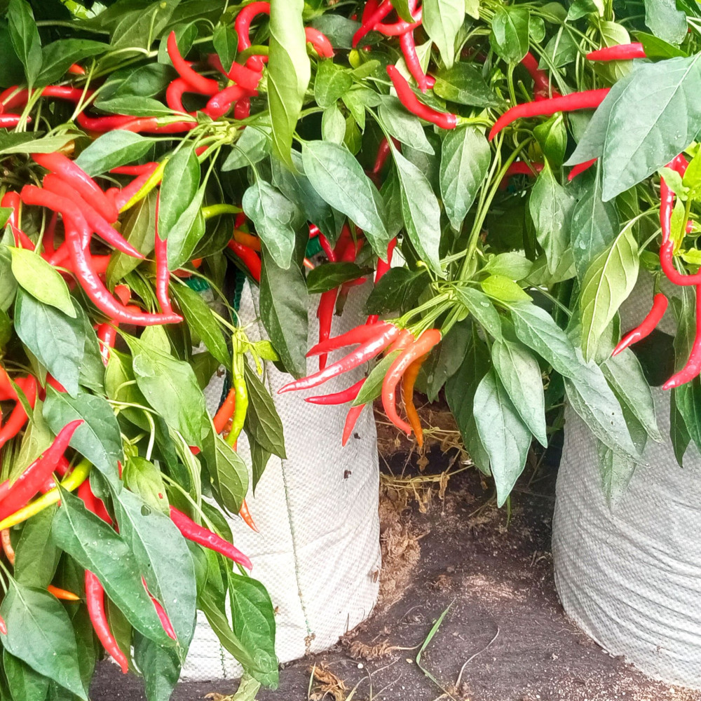 Семена острого перца Медуза горгона-2