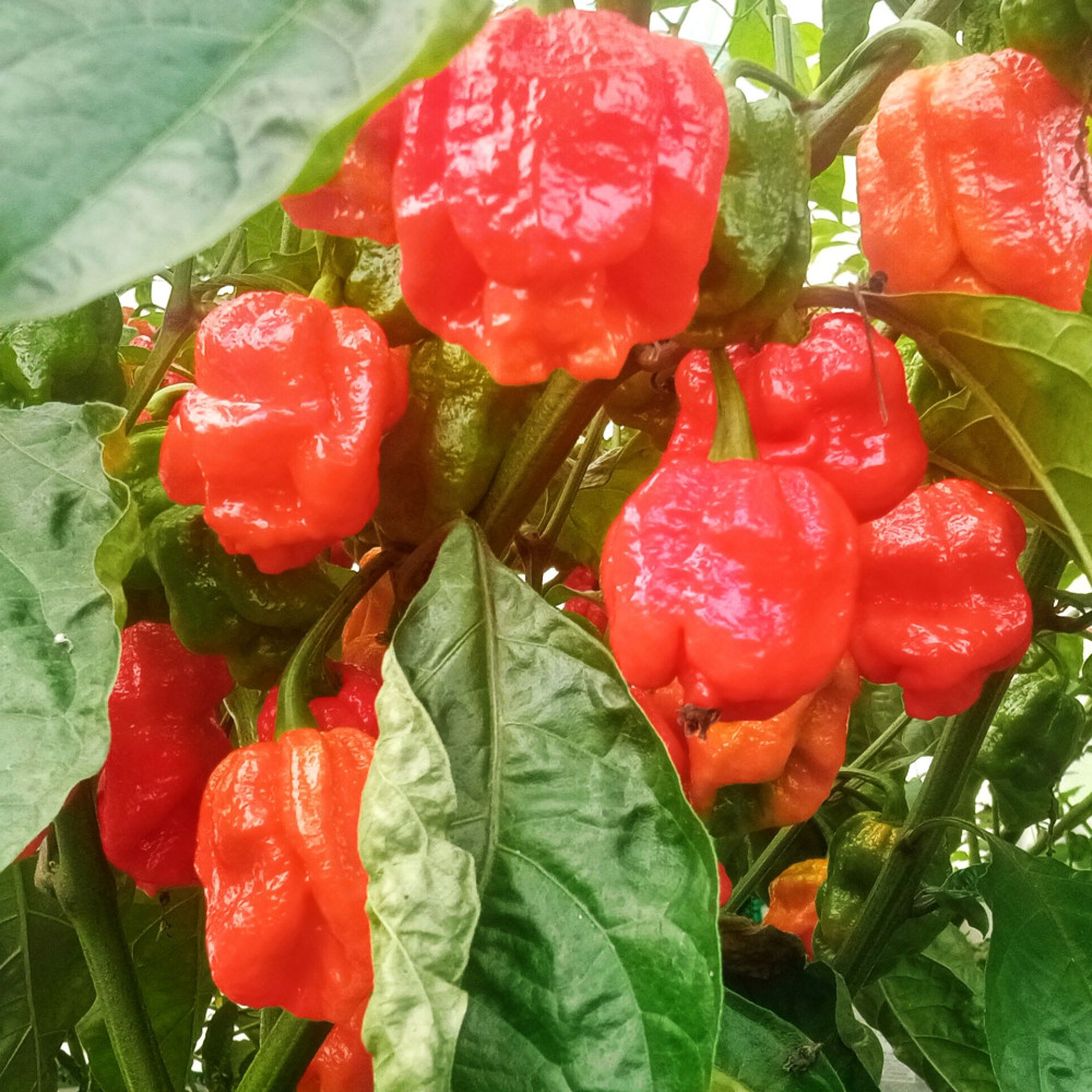 Семена острого перца 7pot Congo Giant red-2
