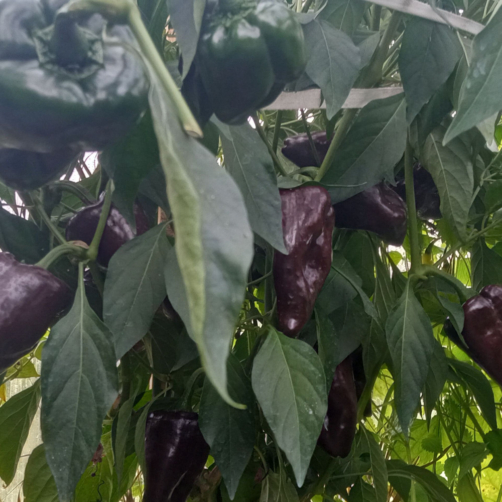 Семена острого перца Mulato Isleno-1