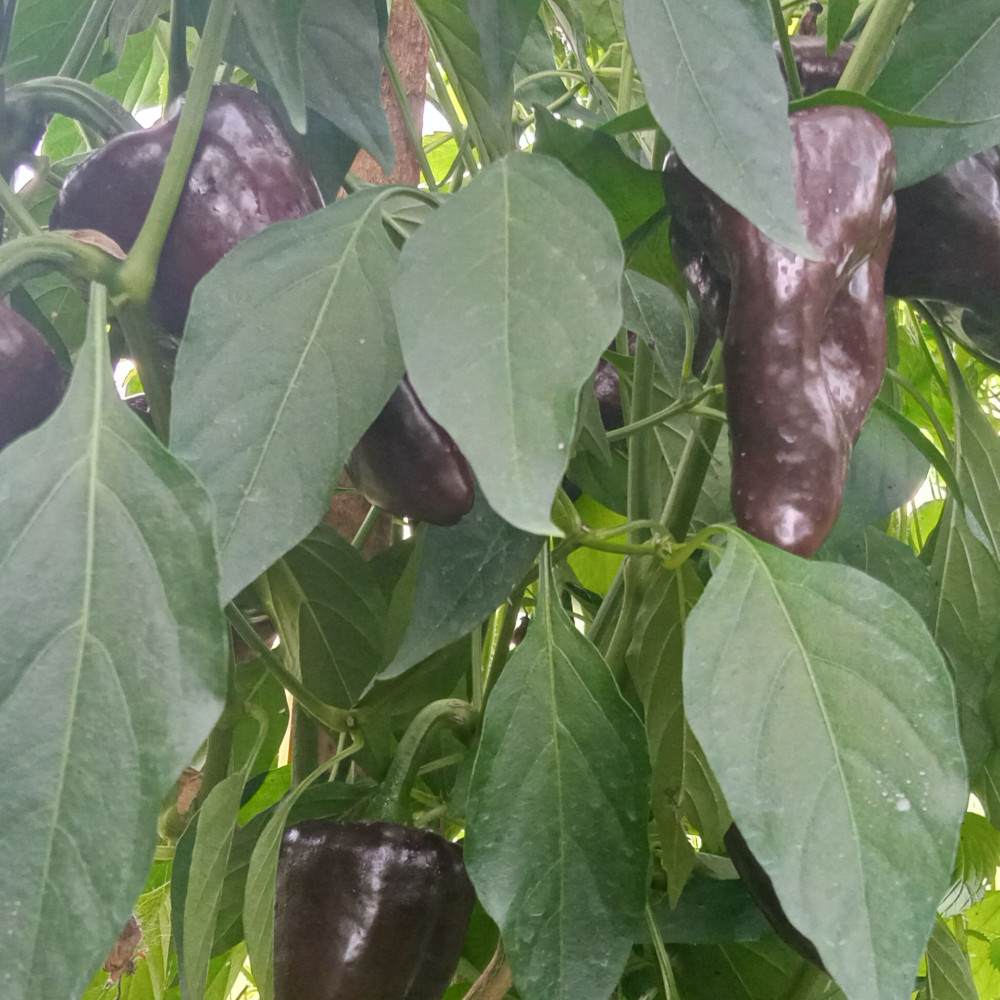 Семена острого перца Mulato Isleno-2