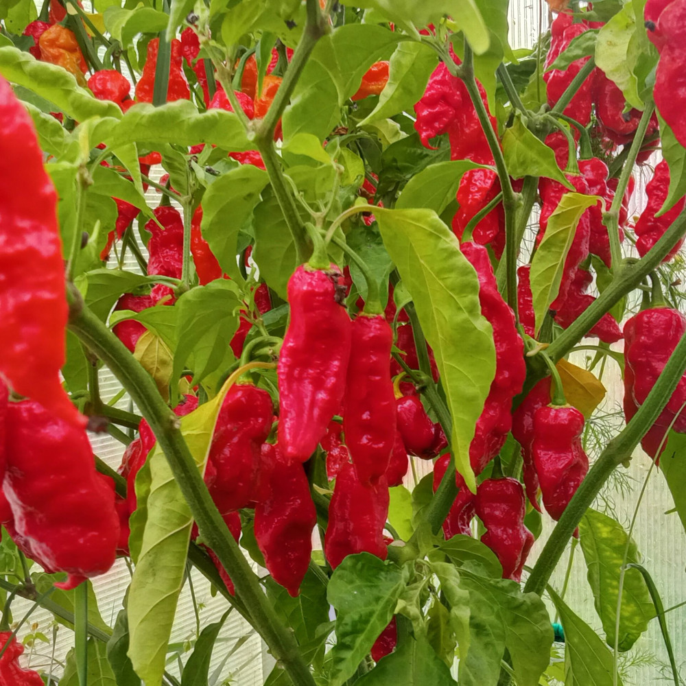 Семена острого перца Trinidad x-strein variant