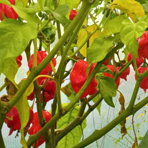 Trinidad Scorpion Butch T