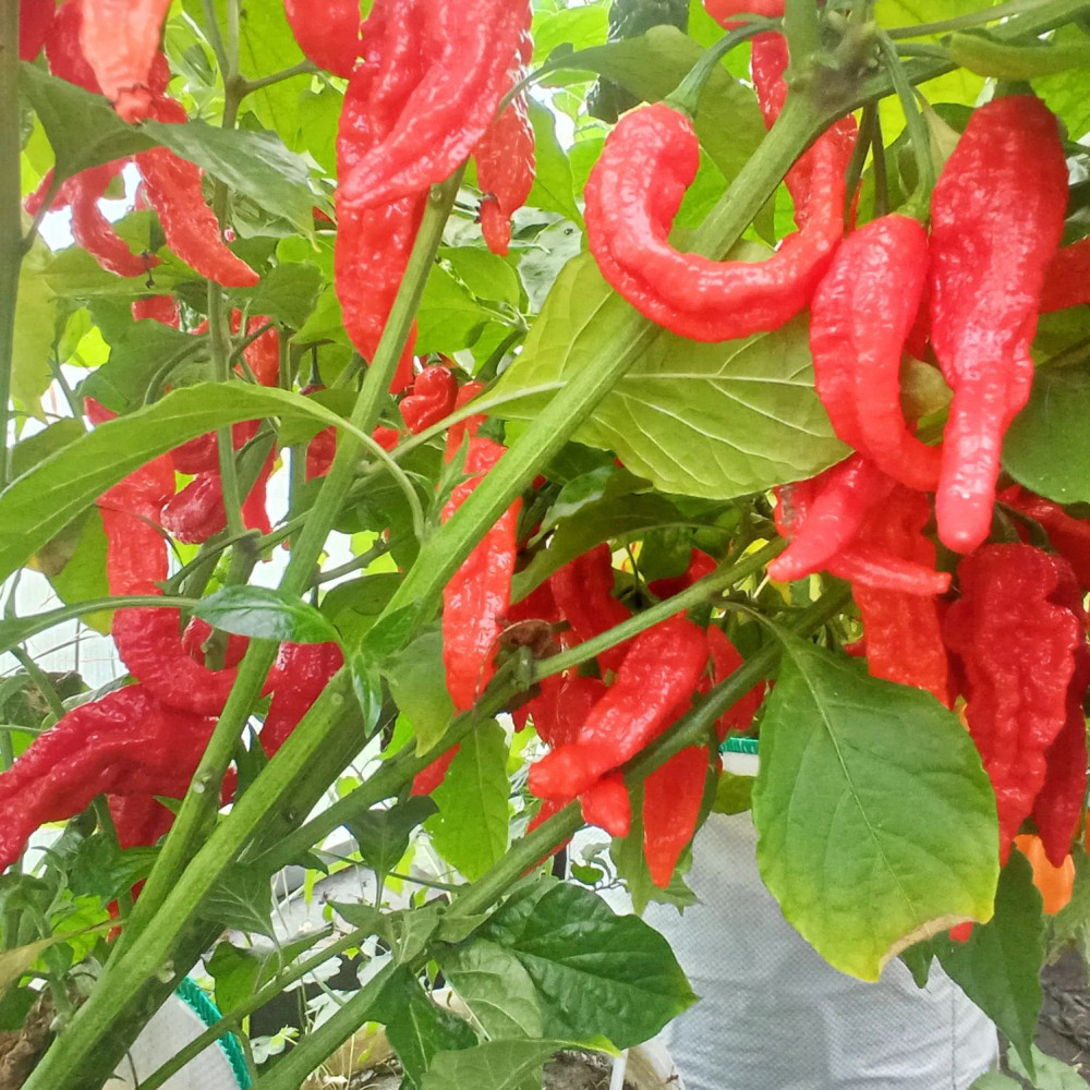Семена острого перца Bhut Jolokia Orange-1