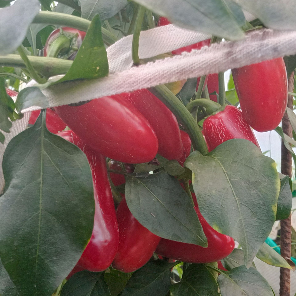 Семена острого перца Jalapeno Poland-2