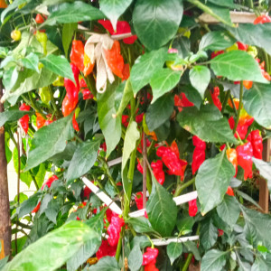 Pink Tiger X Tabasco