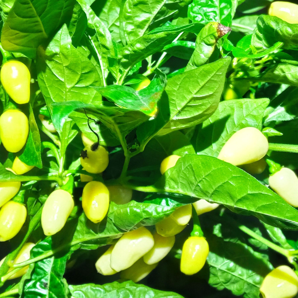 Семена острого перца Habanero White-2