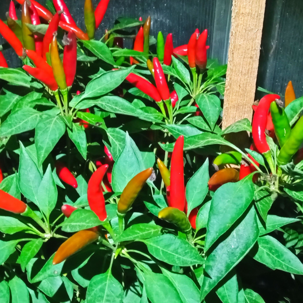 Семена острого перца Rooster SPUR-2