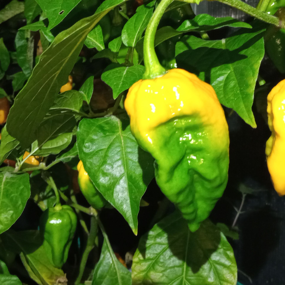 Семена острого перца Scotch Bonnet yellow-1