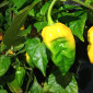 Семена острого перца Scotch Bonnet yellow