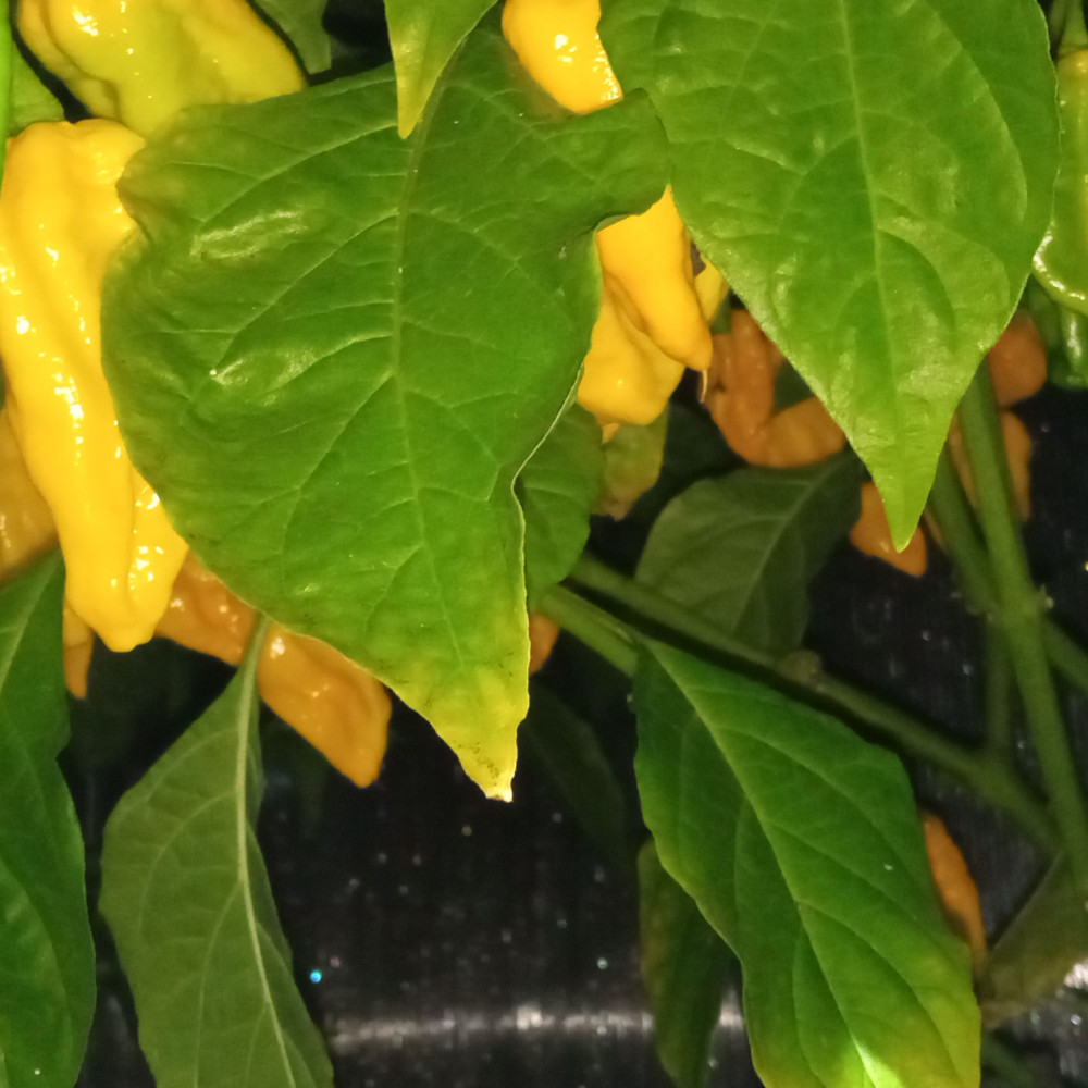 Семена острого перца Scotch Bonnet yellow-3