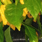 Семена острого перца Scotch Bonnet yellow