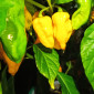 Семена острого перца Scotch Bonnet yellow