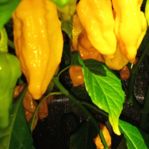 Scotch Bonnet yellow