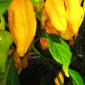 Семена острого перца Scotch Bonnet yellow
