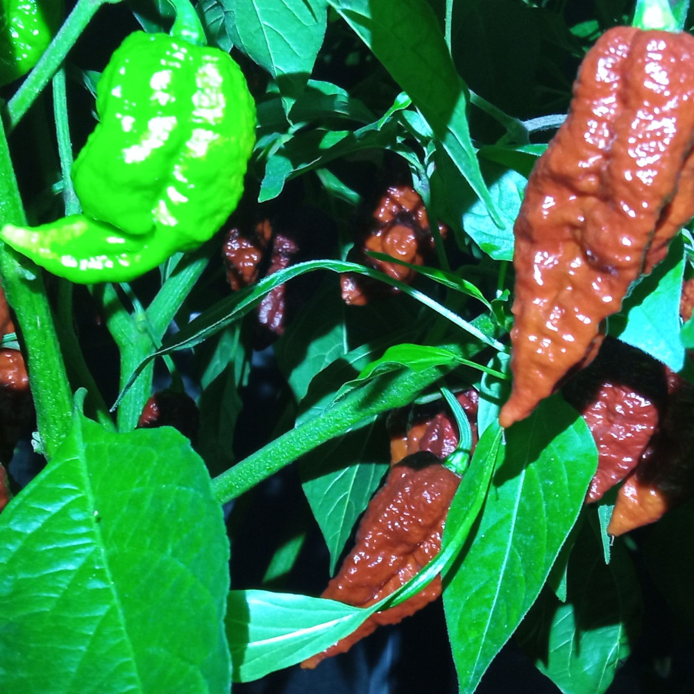 Семена острого перца Dorzet naga chocolate-1