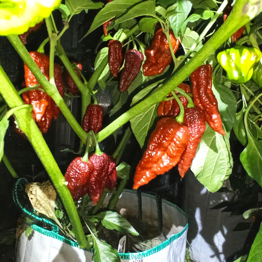 Семена острого перца Dorzet naga chocolate-2