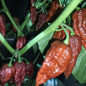 Dorzet naga chocolate