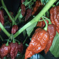 Семена острого перца Dorzet naga chocolate