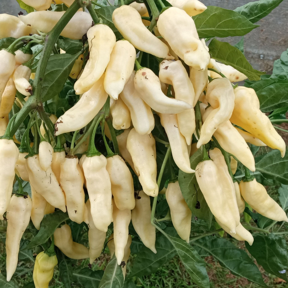 Семена острого перца Fatali white-2