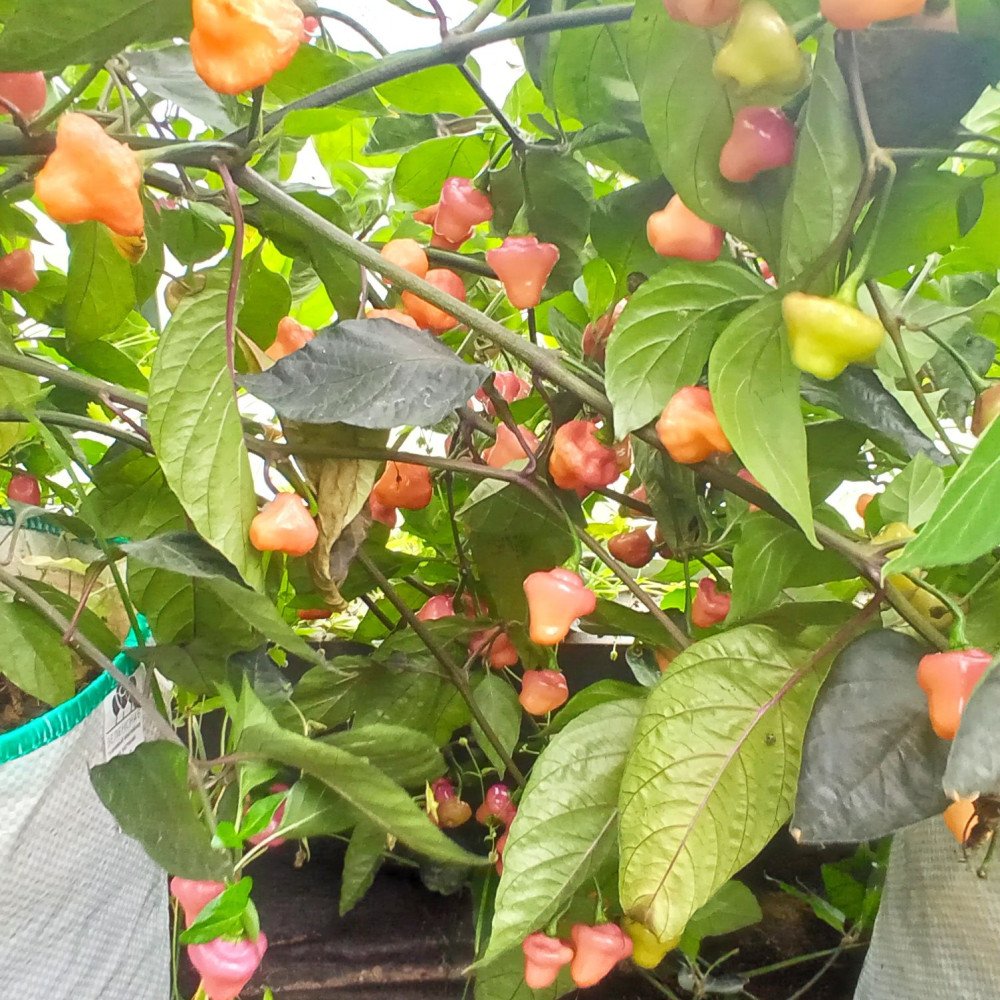 Семена острого перца Cheiro Roxa-2