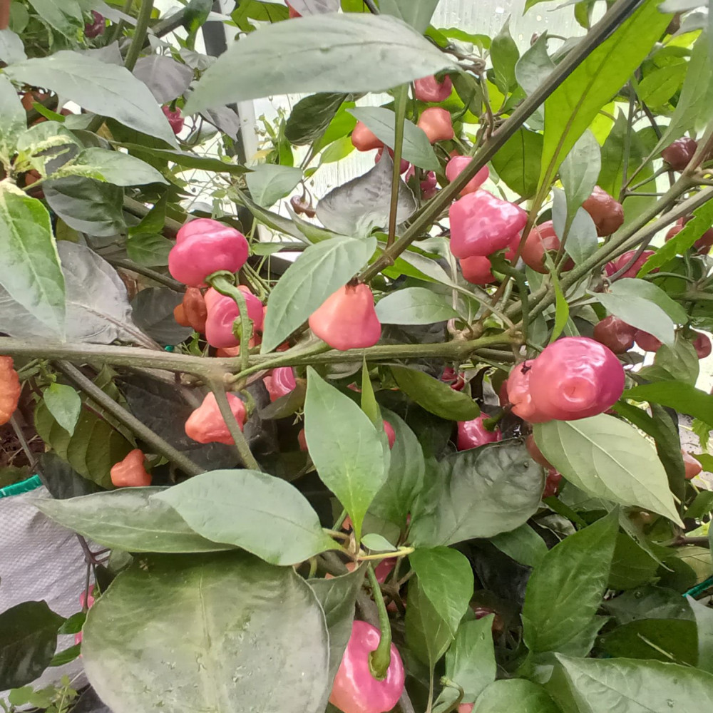 Семена острого перца Cheiro Roxa-3