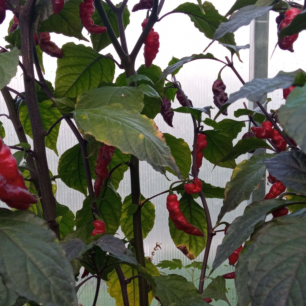 Семена острого перца Yaki Blu X-Pink Tiger-3