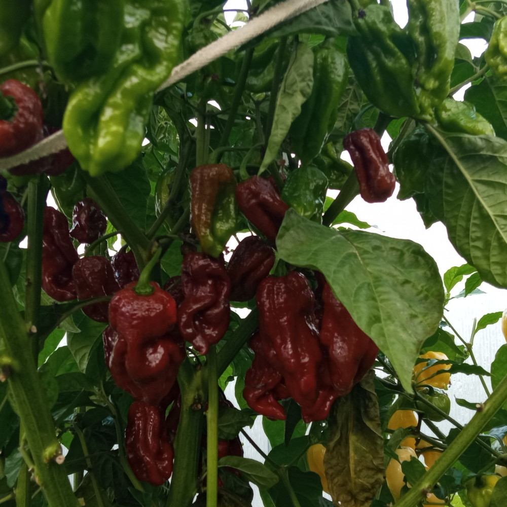 Семена острого перца 7pot Burgundy-1