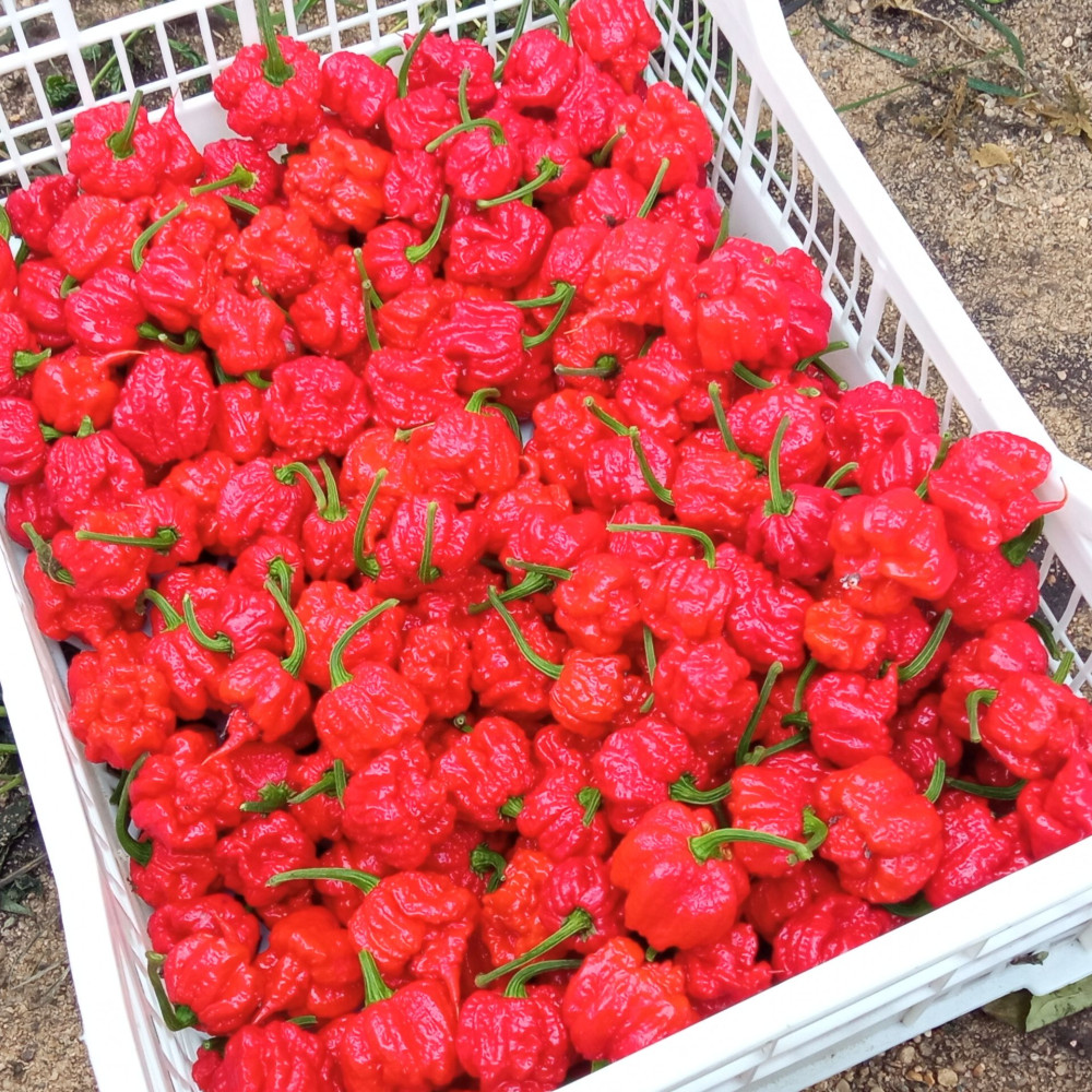 Семена острого перца Carolina Reaper-2