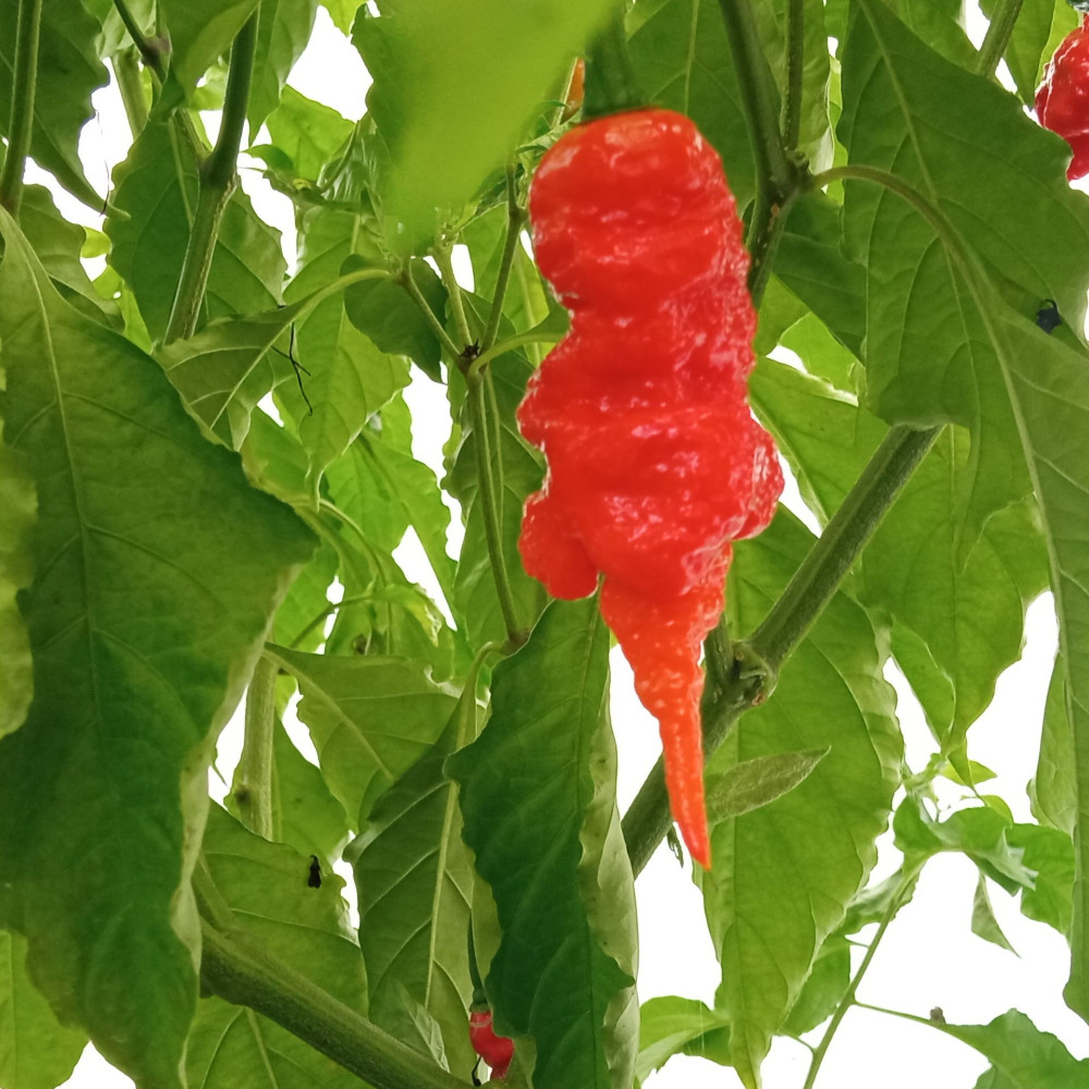 Семена острого перца Naga Morich