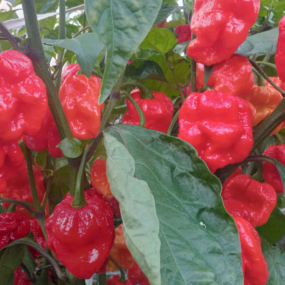 Семена острого перца 7pot Congo Giant red