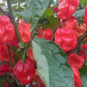 7pot Congo Giant red