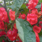 Семена острого перца 7pot Congo Giant red