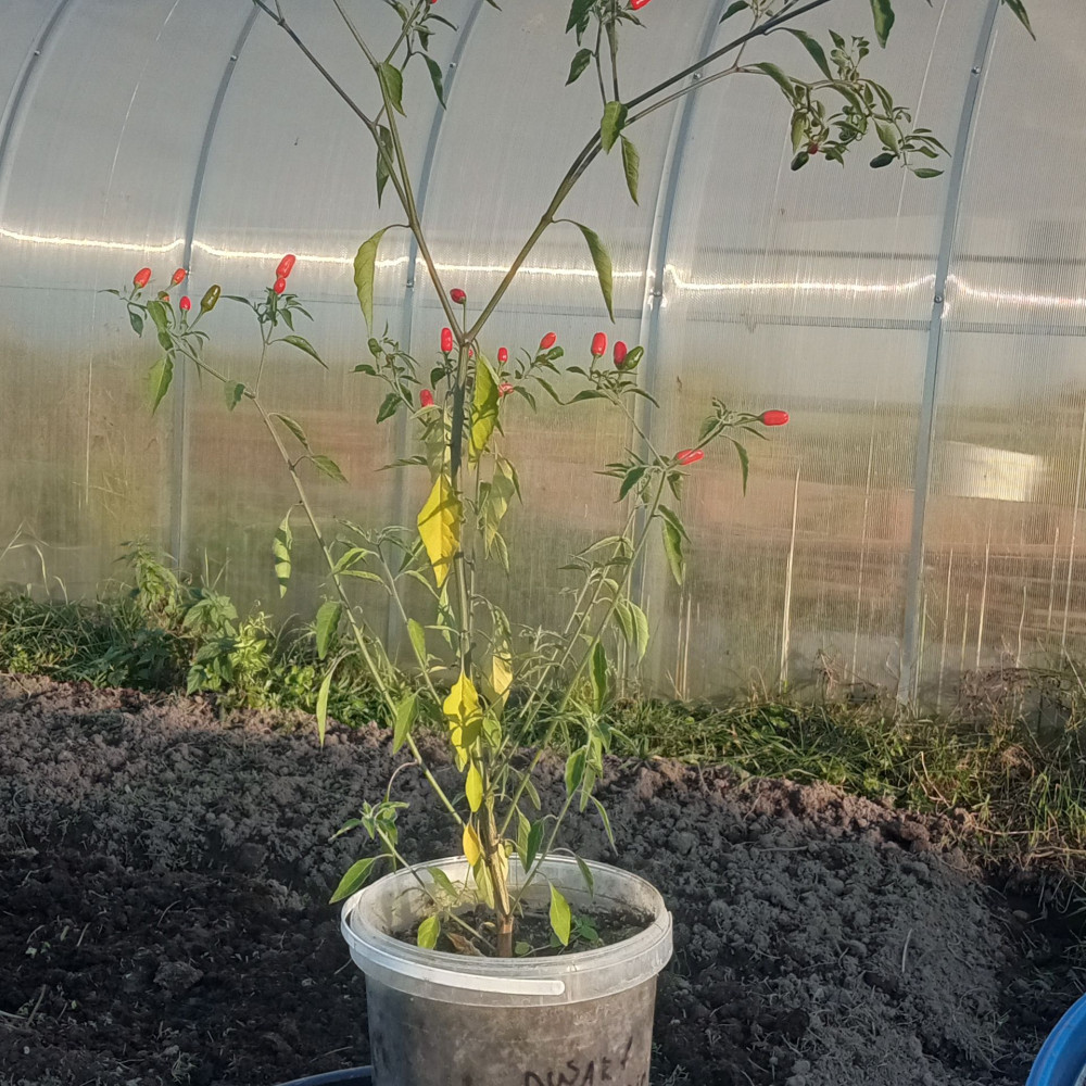 Семена острого перца Dwarf Chiltepin