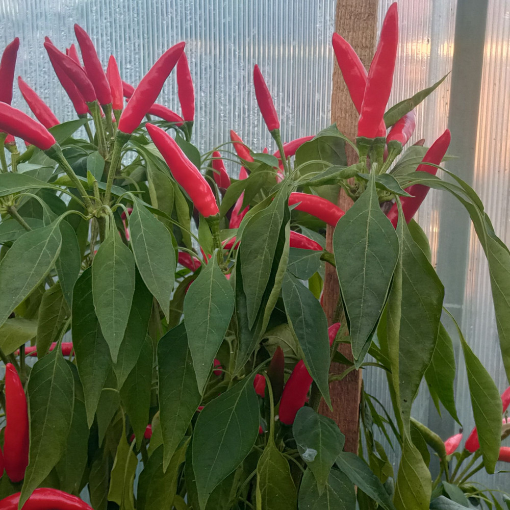 Семена острого перца Rooster SPUR