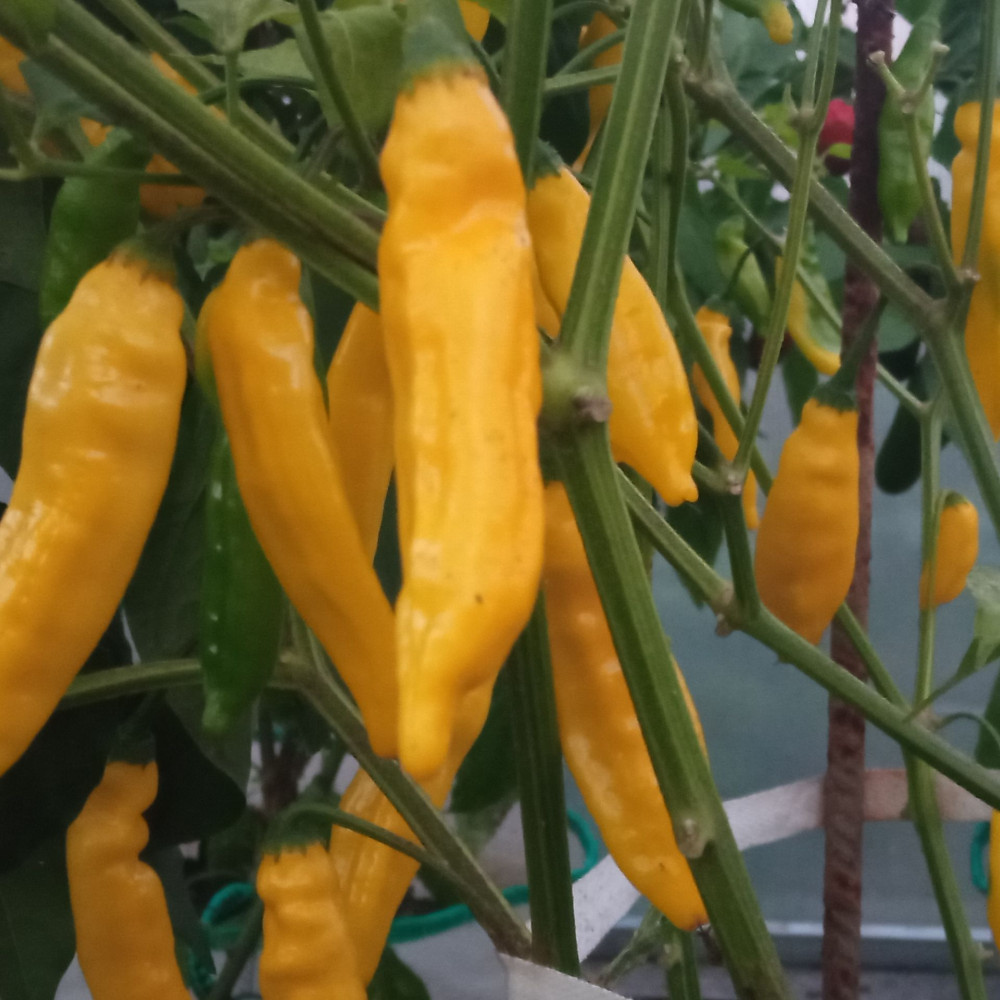 Семена острого перца Aji Russian-1