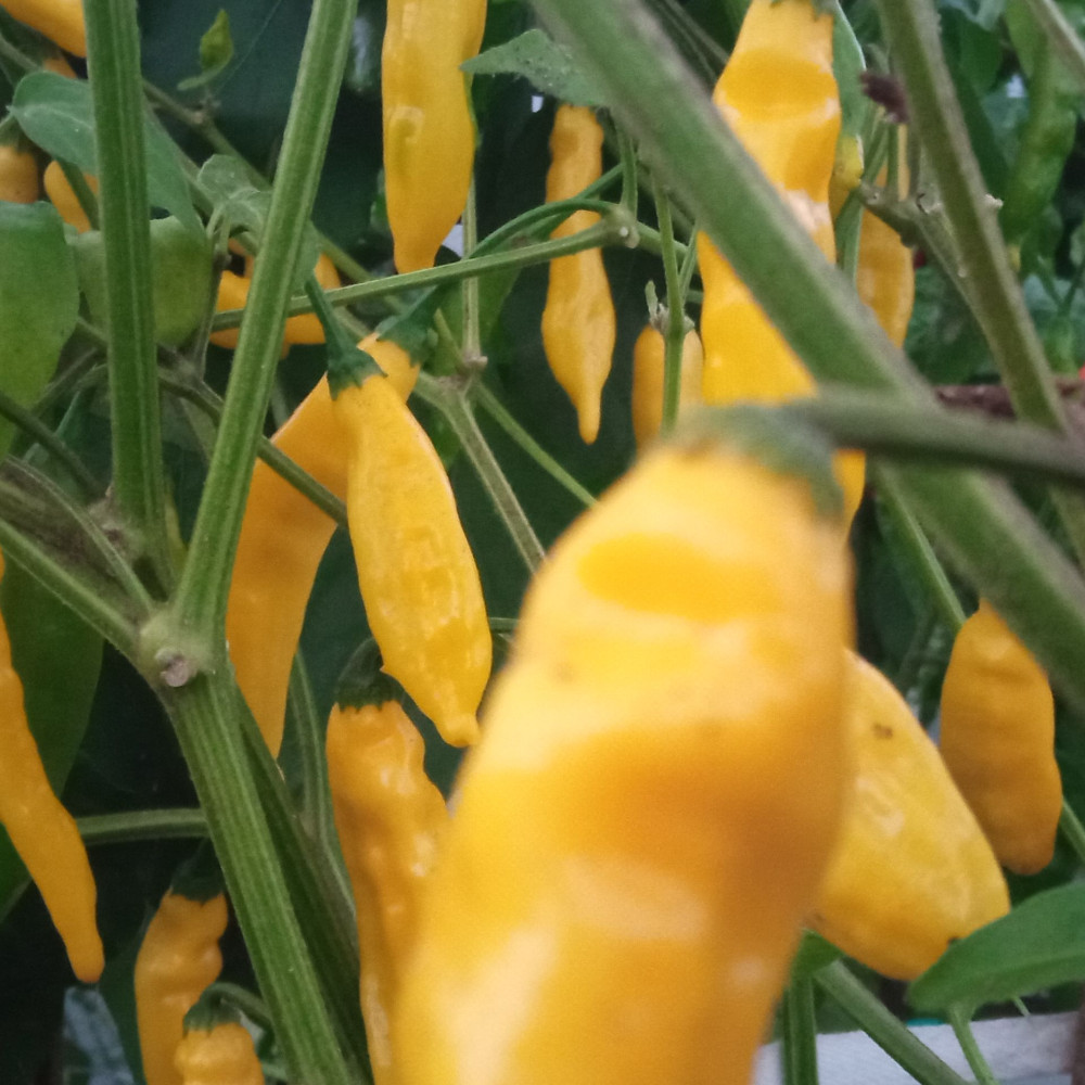 Семена острого перца Aji Russian