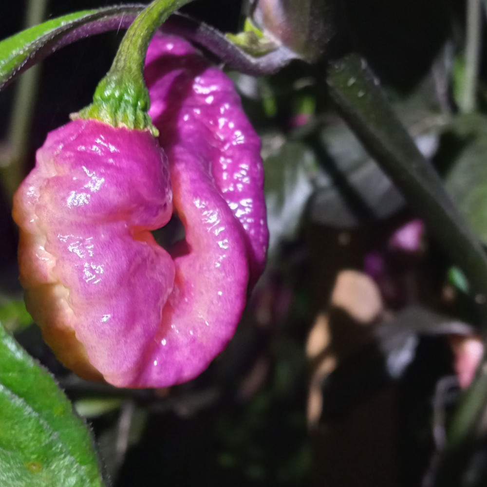 Семена острого перца Mojo Peach Gum-2