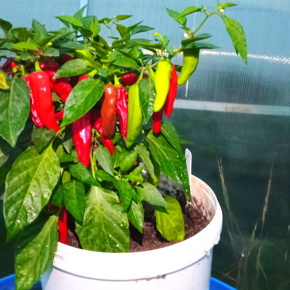 Семена острого перца Ghiacciolo rosso-2